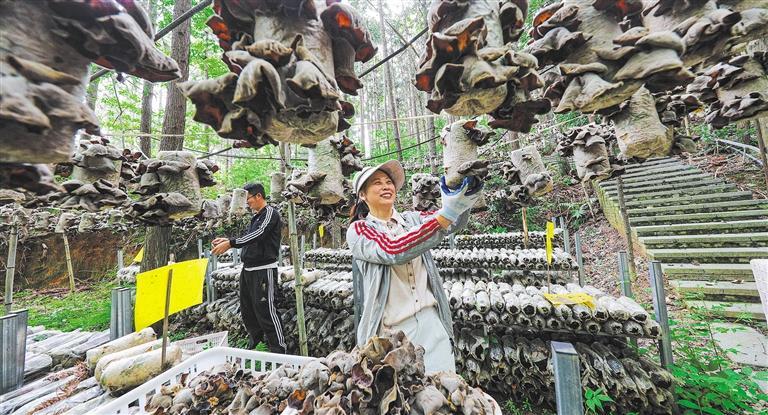 发展产业调研】林下生金不朽情缘登录【高质量(图3)